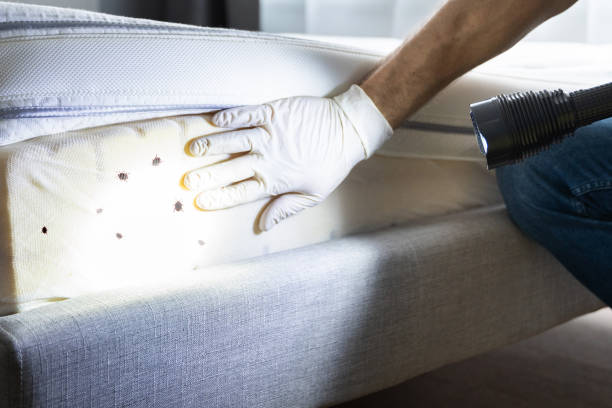 Best Best Pest Control Companies  in Osceola, AR