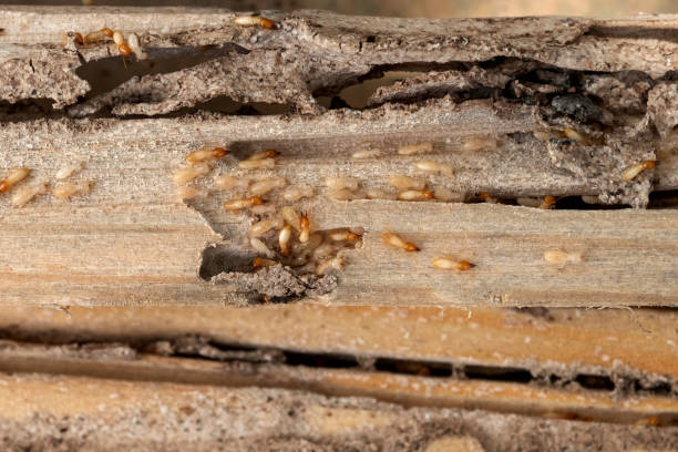 Best Termite Control Services  in Osceola, AR